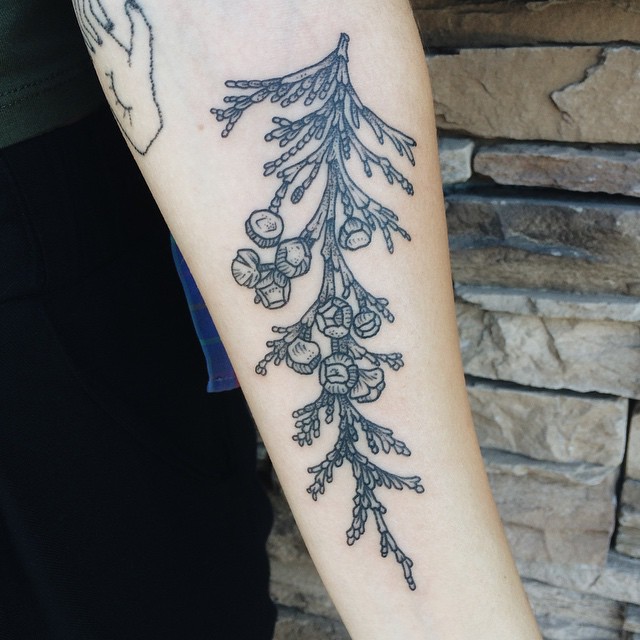 Branch of Cedar Tattoo on Arm